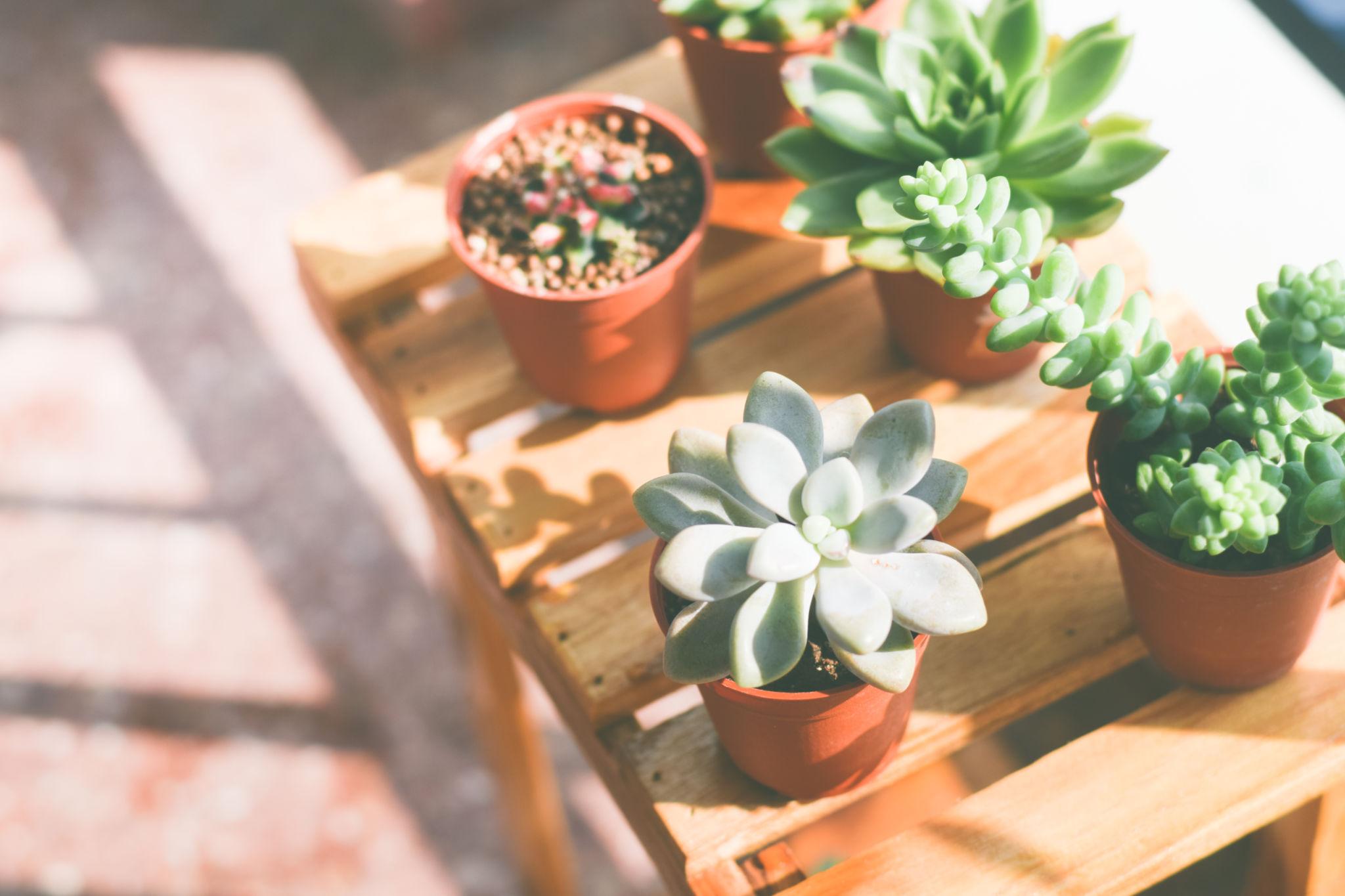 Succulents