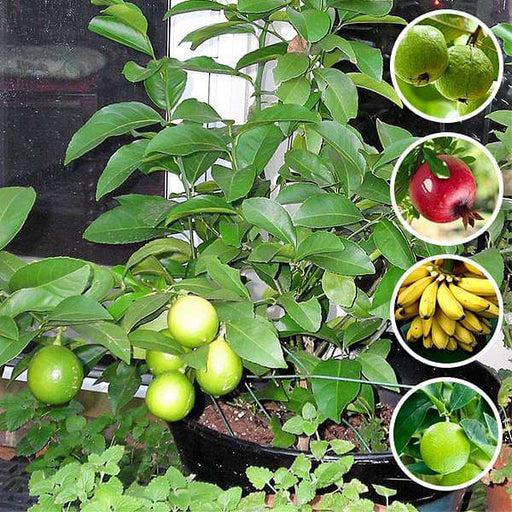 Fruit Plants
